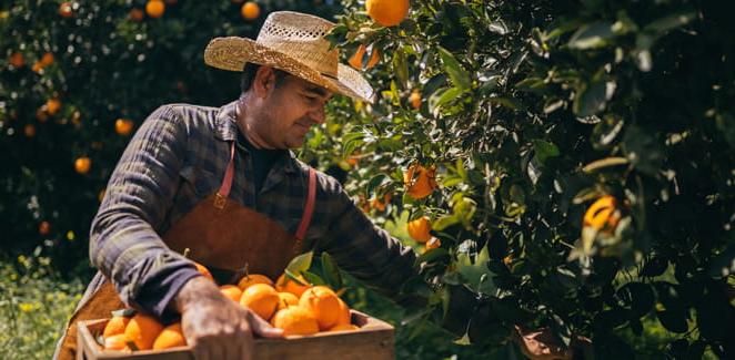 Farm worker with wooden box picking fresh ripe oranges from orange tree branches in spring
